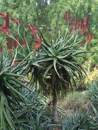 Aloes used as garden focal point