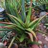 Aloe classenii is a very attractive, colorful suckering, crawling aloe from Kenya that makes a profu