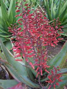 Aloe chabaudii (Dwala Aloe) is an easy-to-grow, clustering perennial succulent that forms large colo