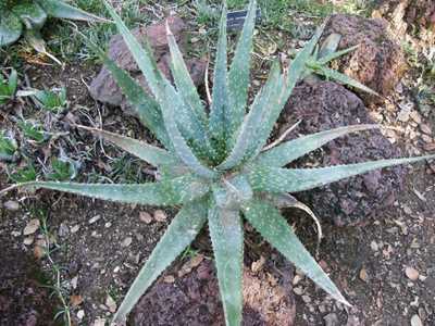 Aloe esculenta is a gorgeous, large growing aloe from Angola with a tight, upright rosette with wavy