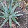 Aloe esculenta is a gorgeous, large growing aloe from Angola with a tight, upright rosette with wavy