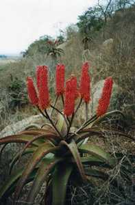 Aloe excelsa is a single stemmed tree-like aloe, occurring on granite outcrops, or on steep rocky sl