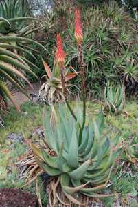 Aloe reitzii is a rather rare species of stemless Aloe which is summer blooming and endemic to South