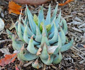 Aloe krapohliana is a smaller turquoise-blue rosette-forming plant that only get about 8 - 12 inches
