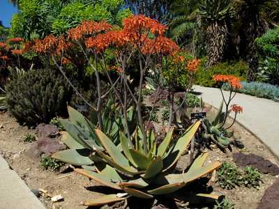 Aloe striata, with the common name 'Coral Aloe', is a small, stemless South African Aloe species. Al