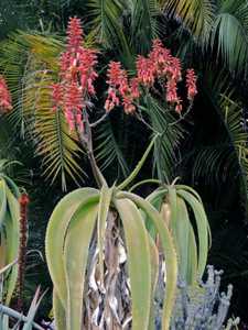 Aloe sabaea is a solitary tree aloe from Yemen, where it grows up to about 12 feet tall. This gracef