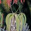 Aloe sabaea