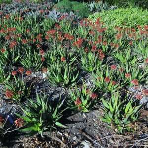 Aloe 'Cynthia Giddy' is an attractive, clumping, spotted aloe hybrid which undergoes dramatic color 