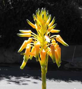 Easy, lovely in the garden and smaller than most Aloes. Aloe cooperi is a hardy grass aloe from S Af