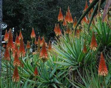 A beautiful, medium size, shrubby aloe with bi-color blooms and a trailing stem up to 1 meter long w