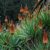 A beautiful, medium size, shrubby aloe with bi-color blooms and a trailing stem up to 1 meter long w