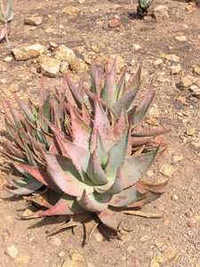 Aloe comptonii is one of the larger creeping aloe species from S. Africa. This species is a moderate