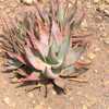 Aloe comptonii is one of the larger creeping aloe species from S. Africa. This species is a moderate