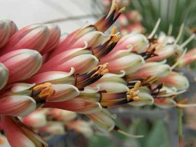 Aloe globuligemma is a solitary, stemless Aloe native from Zimbabwe and Botswana to the Northern Pro