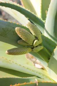 Aloe thraskii is wonderful feature plant that is tall and robust, with enormous olive green leaves t