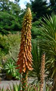 Aloe africana is a handsome aloe native to the Eastern Cape of South Africa which adapts to a wide r