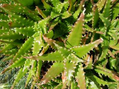 Aloe congolensis is a small clustering aloe to 6 to 8 inches tall with tight 5 inch wide rosettes on