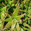 Aloe congolensis is a small clustering aloe to 6 to 8 inches tall with tight 5 inch wide rosettes on
