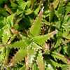 Aloe congolensis