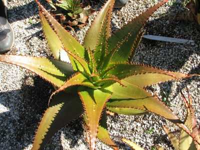 Aloe lineata var. muirii is a medium-sized clustering species with tight one foot rosettes of yellow