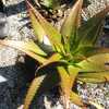 Aloe lineata var. muirii is a medium-sized clustering species with tight one foot rosettes of yellow