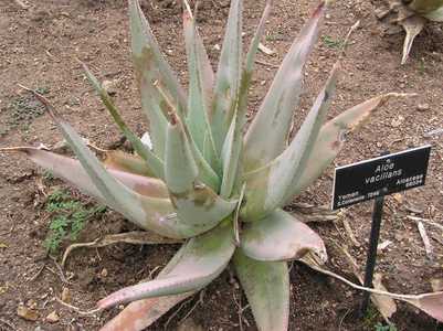 These Aloes hail from Saudi Arabia and Yemen and endure Arizona heat as well as Aloe vera. This is a