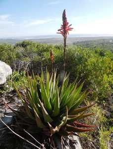 A handsome, densely clustering aloe with blue green thin leaves that can develop a short trunk but i