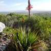 A handsome, densely clustering aloe with blue green thin leaves that can develop a short trunk but i