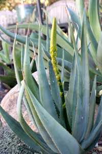 Aloe castanea, also known as Cat's Tail Aloe, is a branching tree Aloe from South Africa which may g