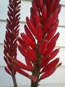 Aloe 'Erik the Red' is a sensational large aloe hybrid produced by Leo Thamm of Sunbird Aloes in Sou