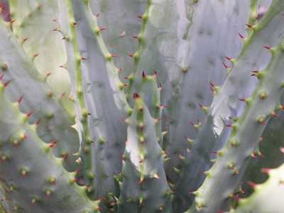 Aloe marlothii, native to South Africa, Swaziland, Botswana, and Mozambique, is one of the larger an