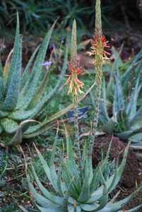 Aloe microstigma is a very attractive and relatively common South African species with lots of speck