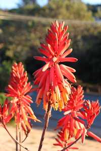 Aloe dawei (Dawe’s Aloe) from Uganda has clumping, upright clusters of elongated succulent stems tha