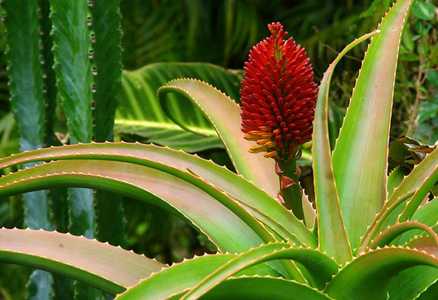 Aloe helenae is smallish tree aloe from Southern Madagascar which is typically non-branching, and gr