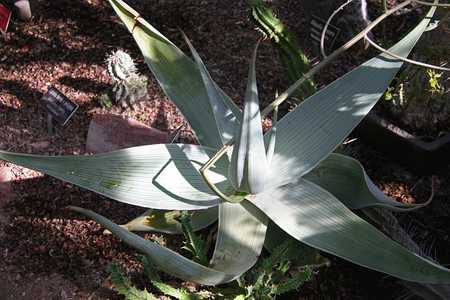 Aloe striata subspecies karasbergensis is well known for its attractive rusty brown to bronze, leaf 