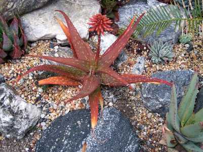 Aloe rudikoppe, commonly known as 'Little Gem', is a lovely landscape aloe that grows to less than 1