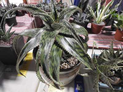 Aloe harlana is a handsome, stemless plant with flat, wide dark green leaves and long, linear flecki