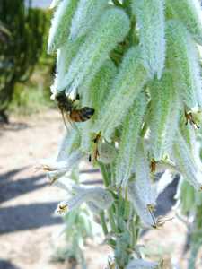 Native to Yemen, the unusual Aloe tomentosa is the most densely woolly of the several hairy aloe spe