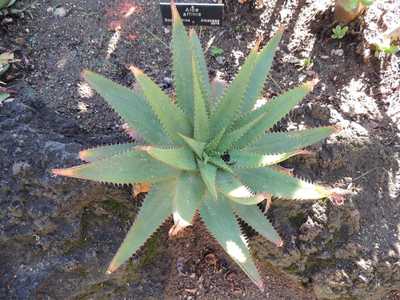 It is a stemless or short-stemmed solitary Aloe from South Africa that grows to about 3 feet tall wi