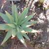 It is a stemless or short-stemmed solitary Aloe from South Africa that grows to about 3 feet tall wi