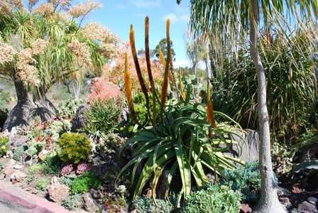 Aloe spicata is an impressive looking, fast-growing, plant with big graceful curving leaves. It's a 