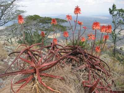 Aloe cameronii (Red Aloe) is a medium-sized suckering aloe with many upright stems of open rosettes 