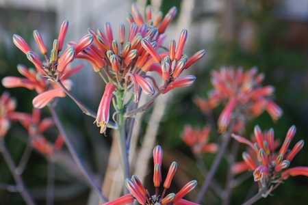 Aloe branddraaiensis from the Mpumalanga Province of South Africa is one of the more striking, spott