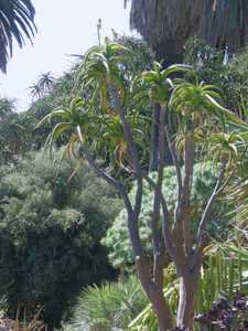 Aloidendron tongaense (Aloe tongaensis) is a freely branching, heavy stemmed tree Aloe bears masses 