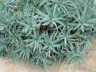 The Aloe x spinosissima South African hybrid is one of the more manageably-sized aloes, growing to a