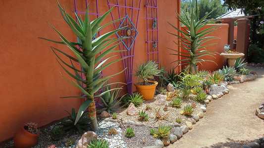 Originating from the coastal central Africa region and South Africa, Aloe Hercules is a hybrid tree 