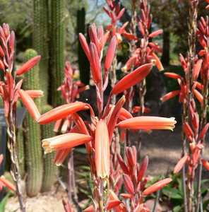 Aloe 'Blue Elf' is a vigorous tight-clumping aloe that grows to 18 inches tall by 2 feet wide with n