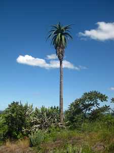 Aloe excelsa is a single stemmed tree-like aloe, occurring on granite outcrops, or on steep rocky sl