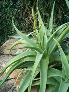 Commonly grown, Aloe vanbalenii is one of the most beautiful and distinctive aloes, with its long, t