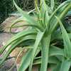 Aloe vanbalenii